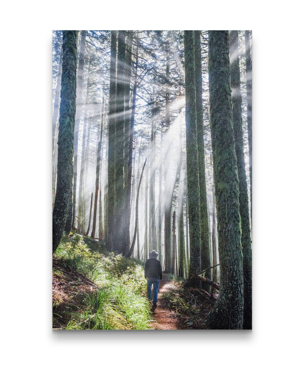 Hiker and Sun Rays, Carpenter Mountain Trail, HJ Andrews Forest, Oregon
