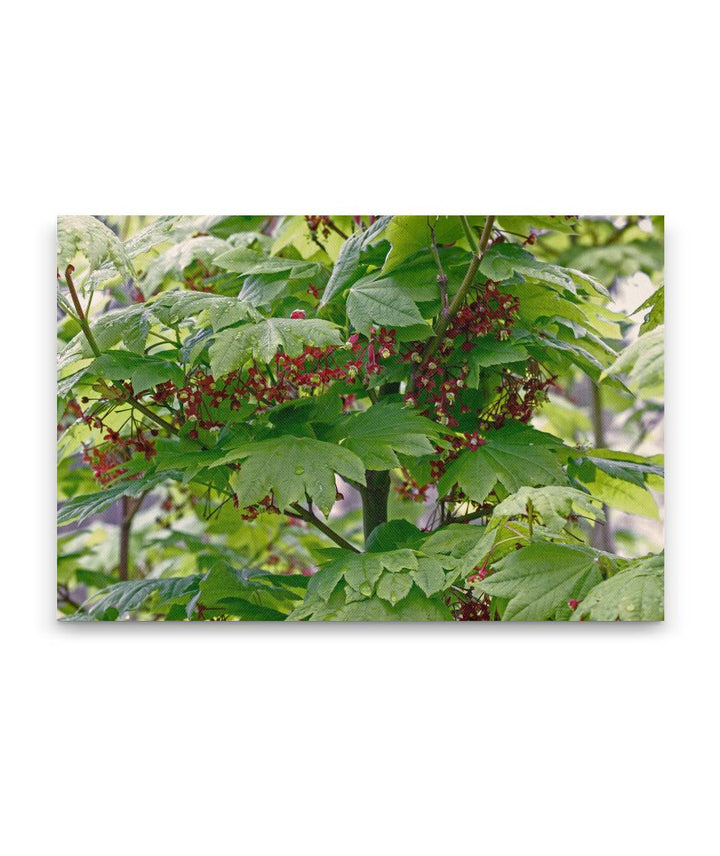 Vine maple, Fall Creek Road, Willamette National Forest, Oregon, USA