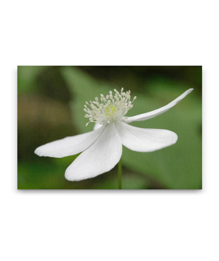 Columbia Windflower, Lookout Creek Old-Growth Trail, H.J. Andrews Forest, Oregon, USA