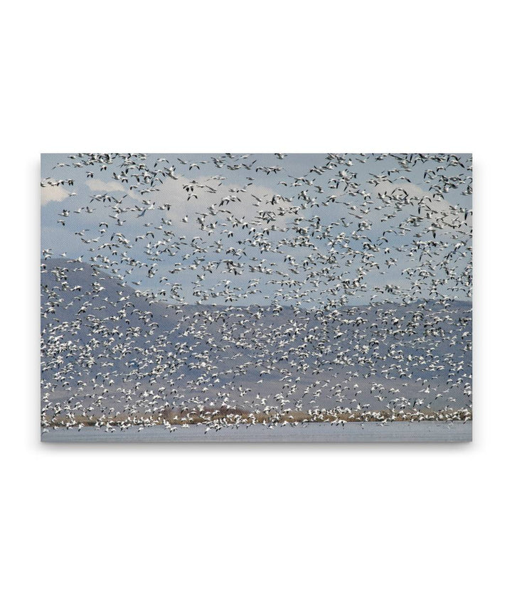 Flock of Snow Geese in flight, Lower Klamath National Wildlife Refuge, California