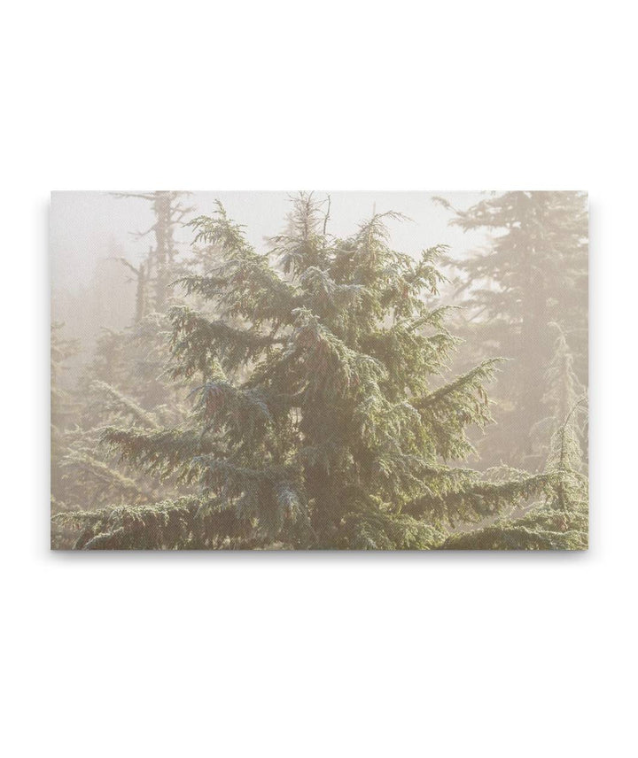 Mountain Hemlock From Carpenter Mountain Fire Lookout, HJ Andrews Forest, Oregon