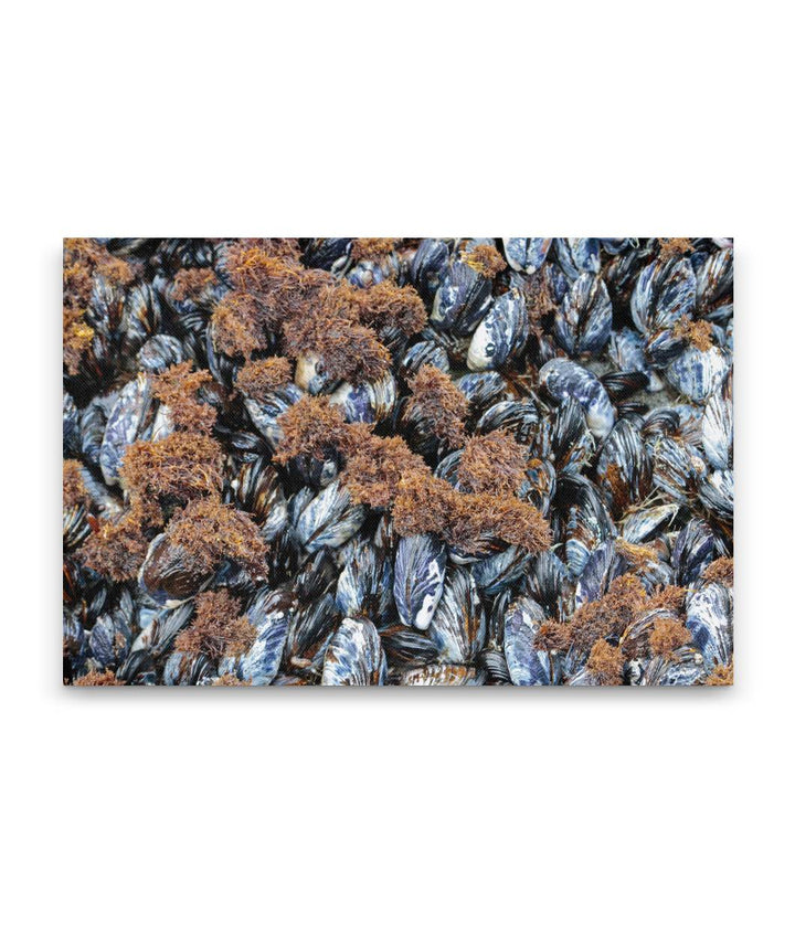 California Mussels, Martin Creek Beach, Trinidad, California, USA