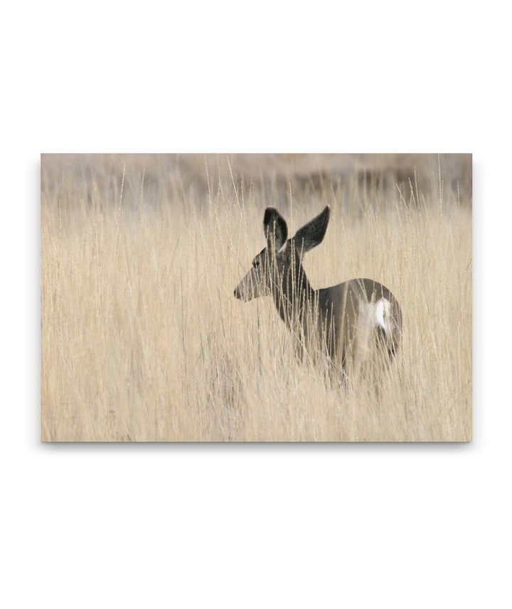Mule deer in tall grass, Tule Lake National Wildlife Refuge, California