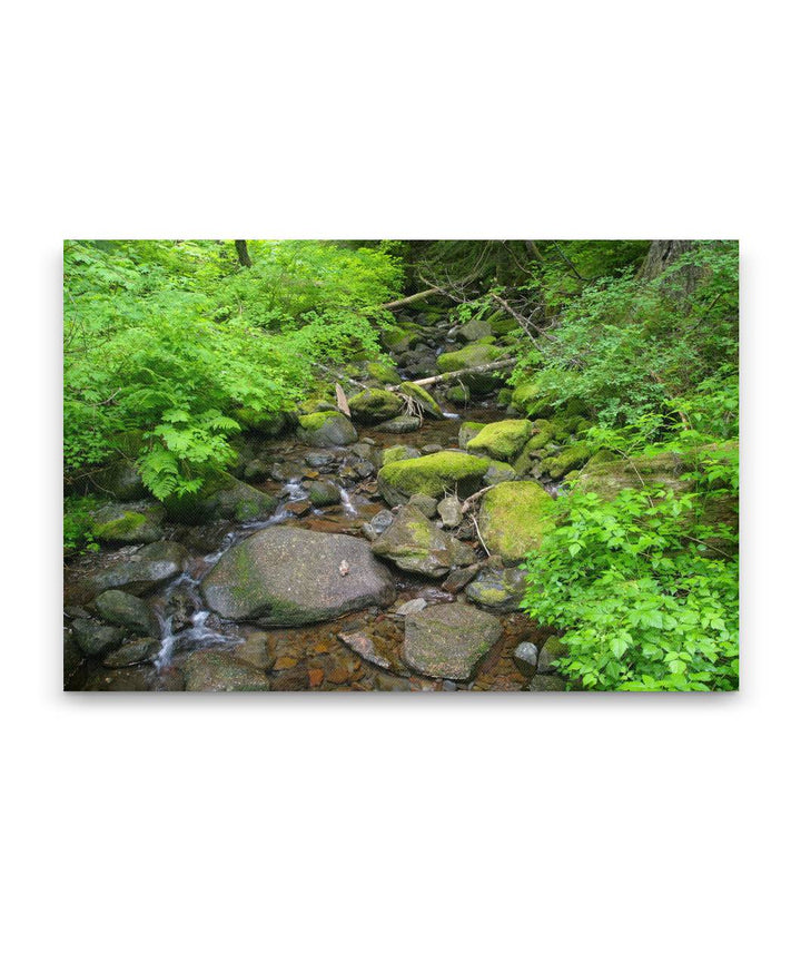 Lookout Creek, Lookout Creek Old-growth Trail, H.J. Andrews Forest, Oregon