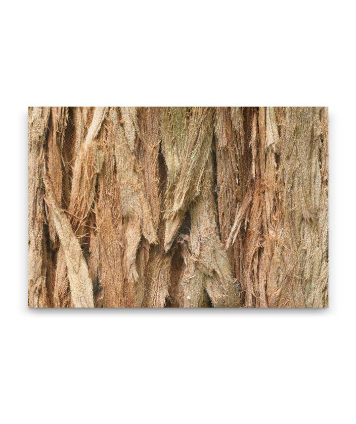 Coastal Redwood Bark Closeup, Prairie Creek Redwoods State Park, California