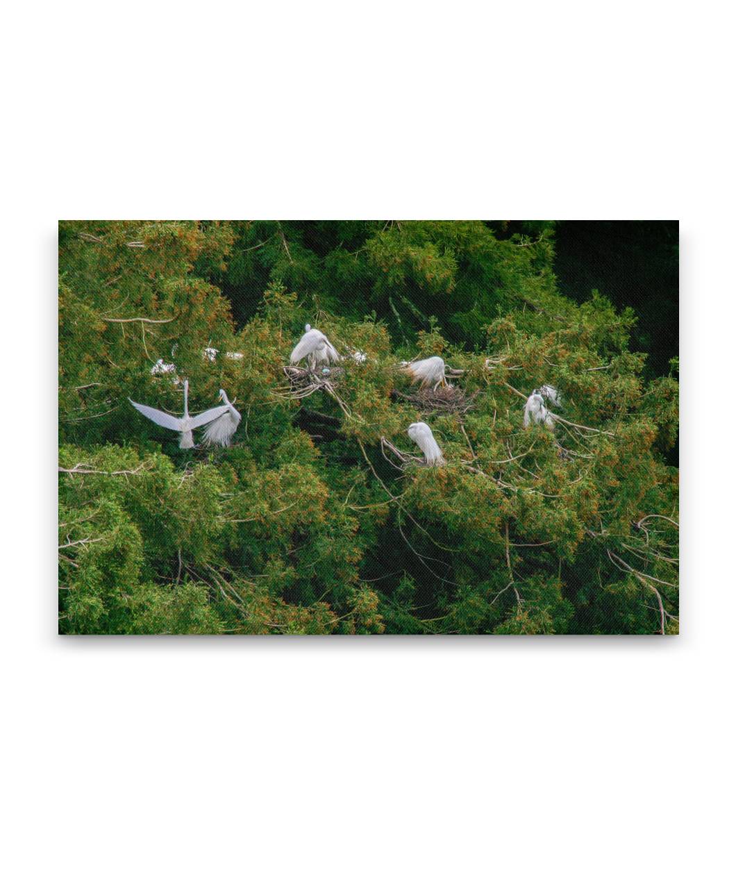 Great Egrets Nesting in Coastal Redwoods, Audubon Canyon Ranch, California, USA