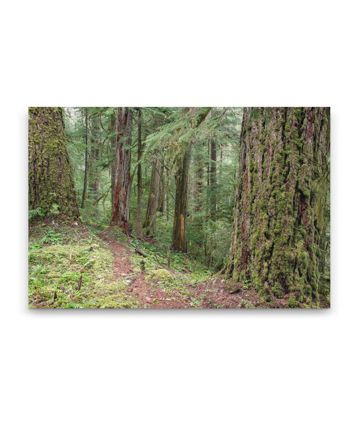 Lookout Creek Old-growth trail, H.J. Andrews Forest, Oregon