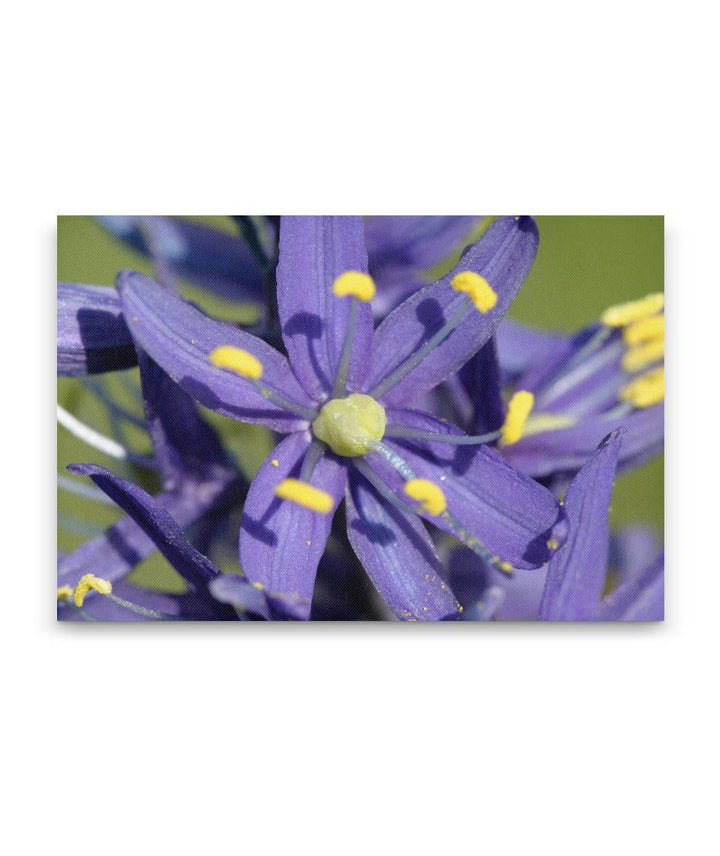 Common Camas, Turnbull National Wildlife Refuge, Washington, USA