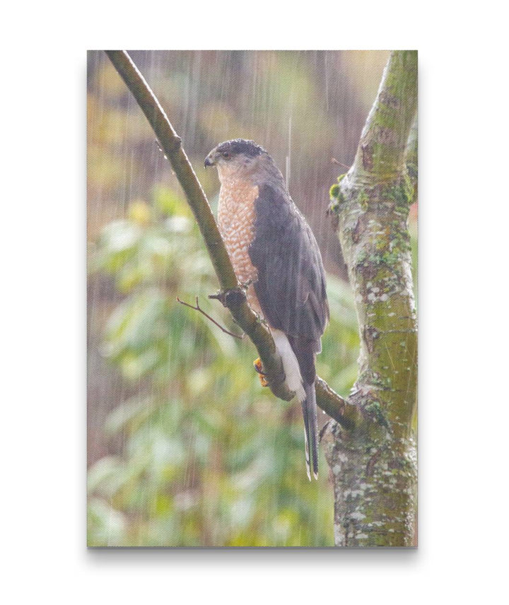 Cooper's Hawk, Eugene, Oregon, USA