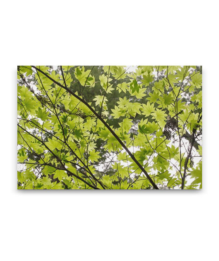 Vine Maple, Prairie Creek Redwoods State Park, California, USA