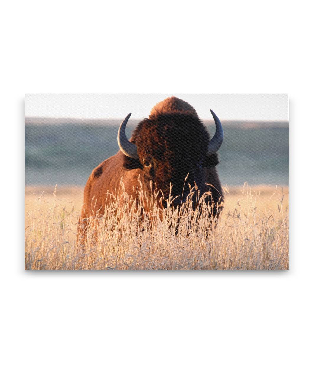 American Bison Bull on Prairie at Sunset, Montana