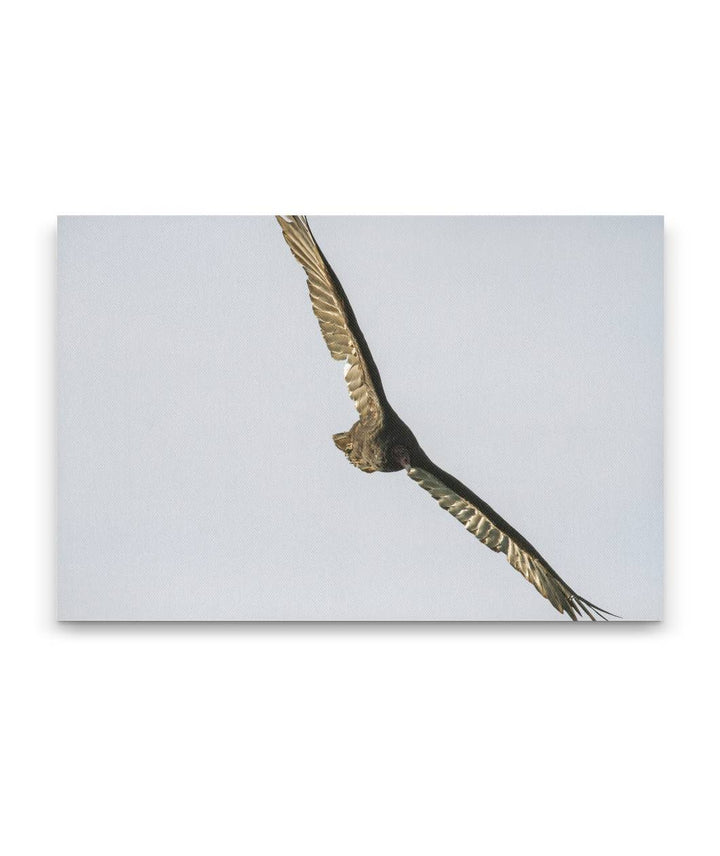 Turkey Vulture, Carpenter Mountain Meadow, HJ Andrews Forest, Oregon, USA