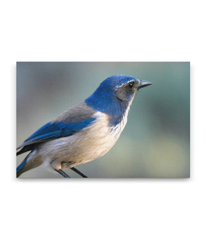 Western scrub jay, Agency Lake, Oregon