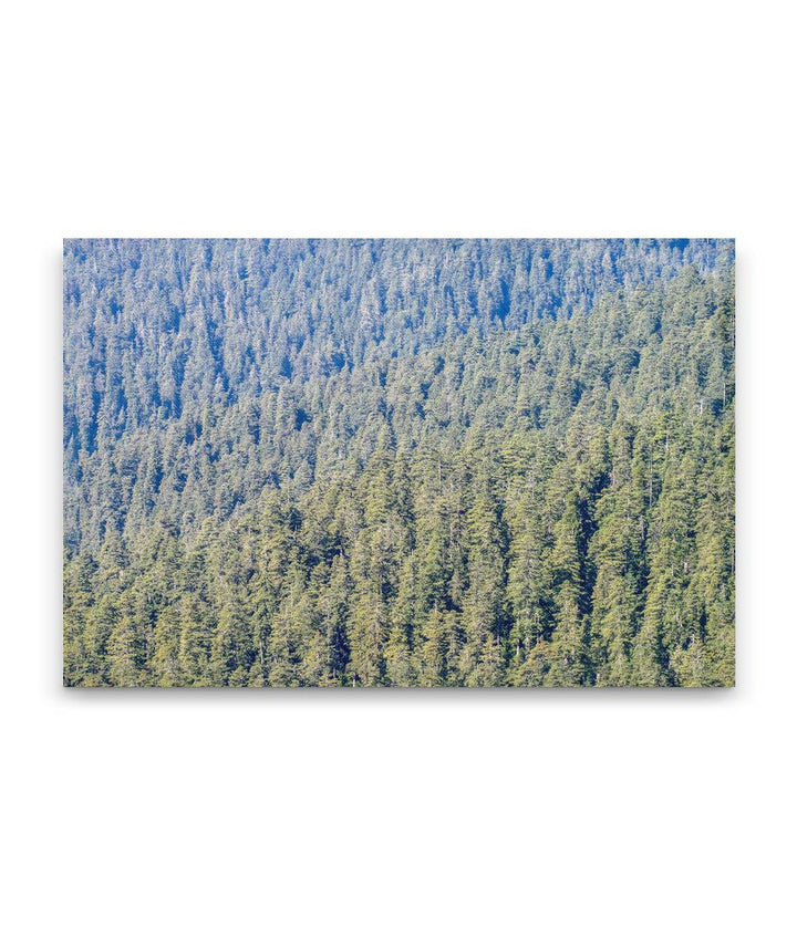 Conifer Forest Trees, Teton Mountain Range, Targhee National Forest, Wyoming, USA