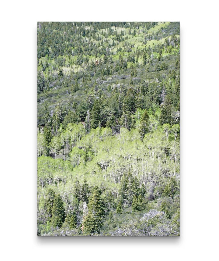 Mixed Evergreen Forest and Aspen, Great Basin National Park, Nevada