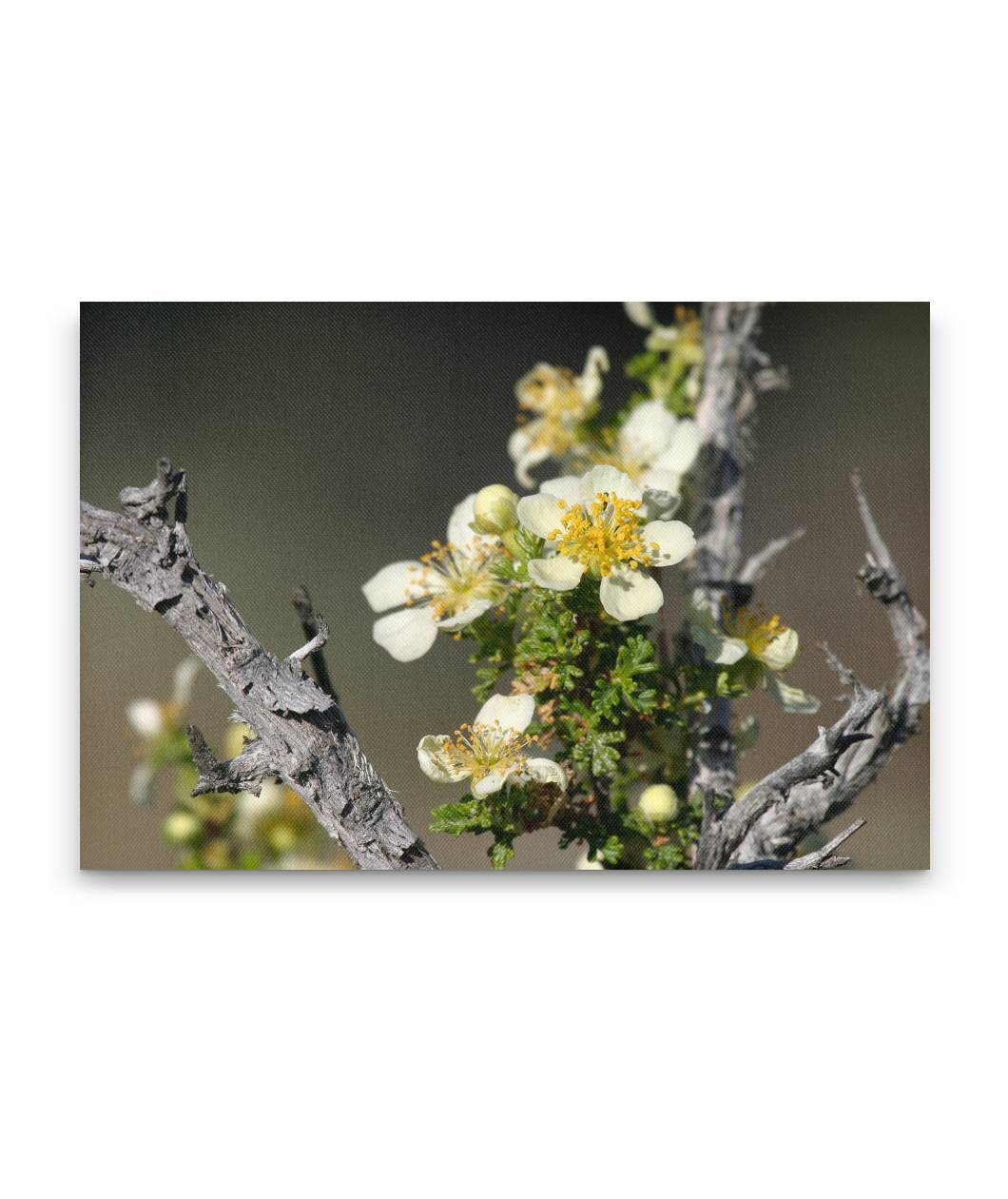 Flowering Mexican cliffrose, Great Basin National Park, Nevada