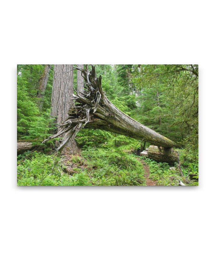 Cantilevered Log Across Trail, Lookout Creek Old-growth Trail, H.J. Andrews Forest, Oregon, USA