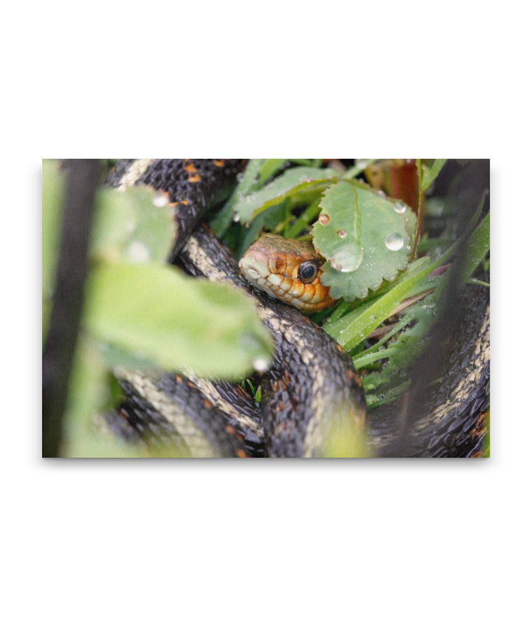 Garter Snake, William L. Finley National Wildlife Refuge, Oregon, USA