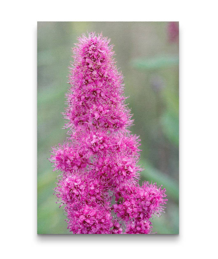 Pink-Flowering Douglas Spirea, William L. Finley National Wildlife Refuge, Oregon, USA