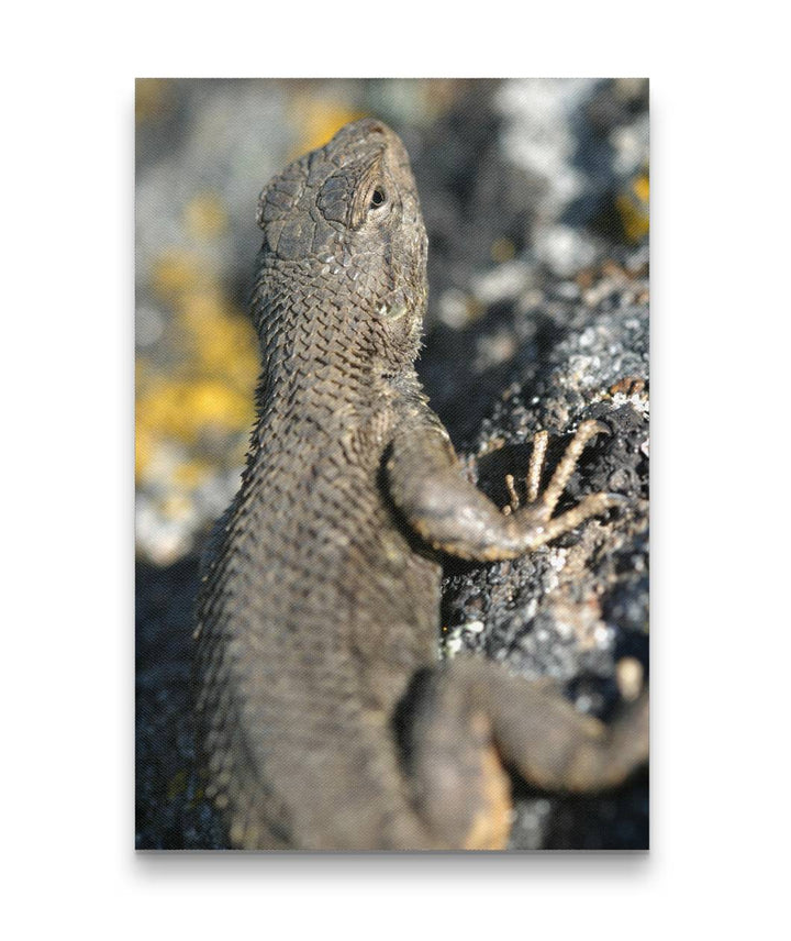 Western fence lizard, Eastern Oregon