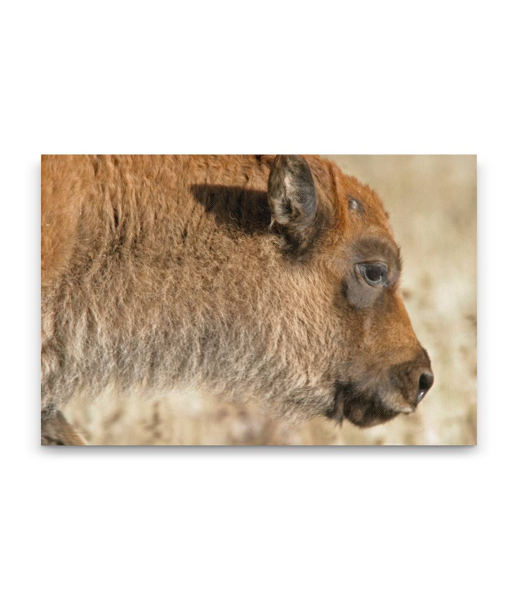 American bison calf, Grand Teton National Park, Wyoming