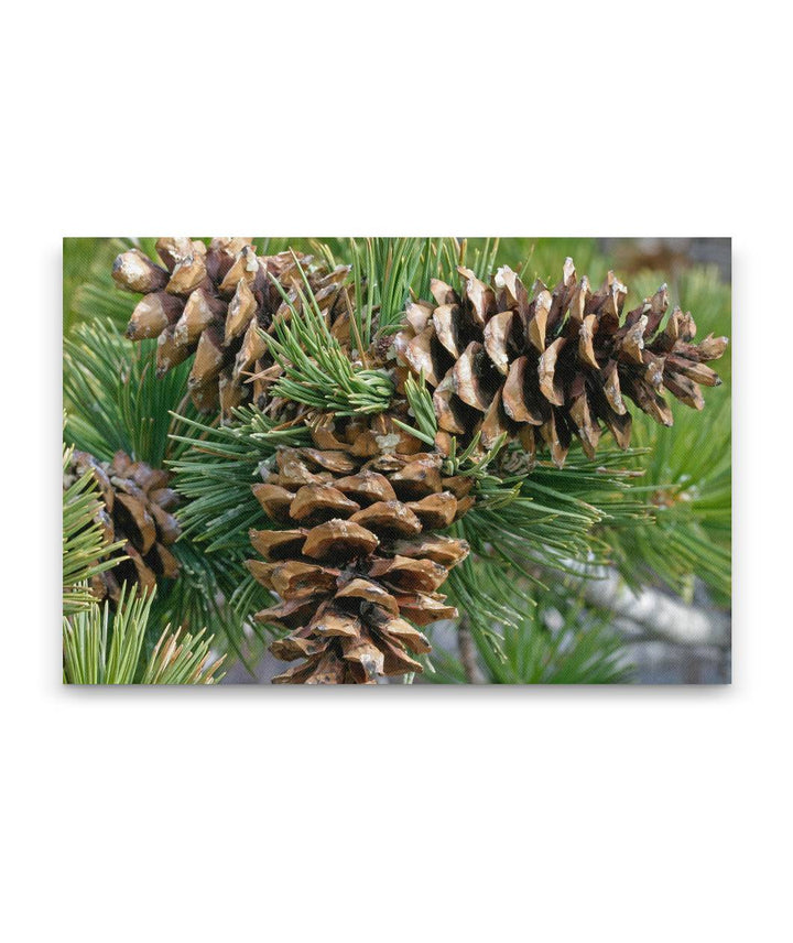 Limber pine, Great Basin National Park, Nevada