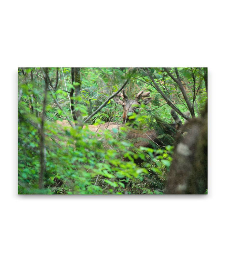 Roosevelt elk in Coastal redwood forest, Prairie Creek Redwoods State Park, California