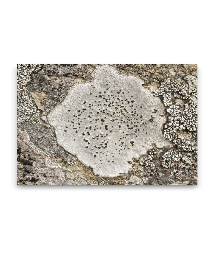 Rock Lichen, Carpenter Mountain, HJ Andrews Forest, Oregon, USA