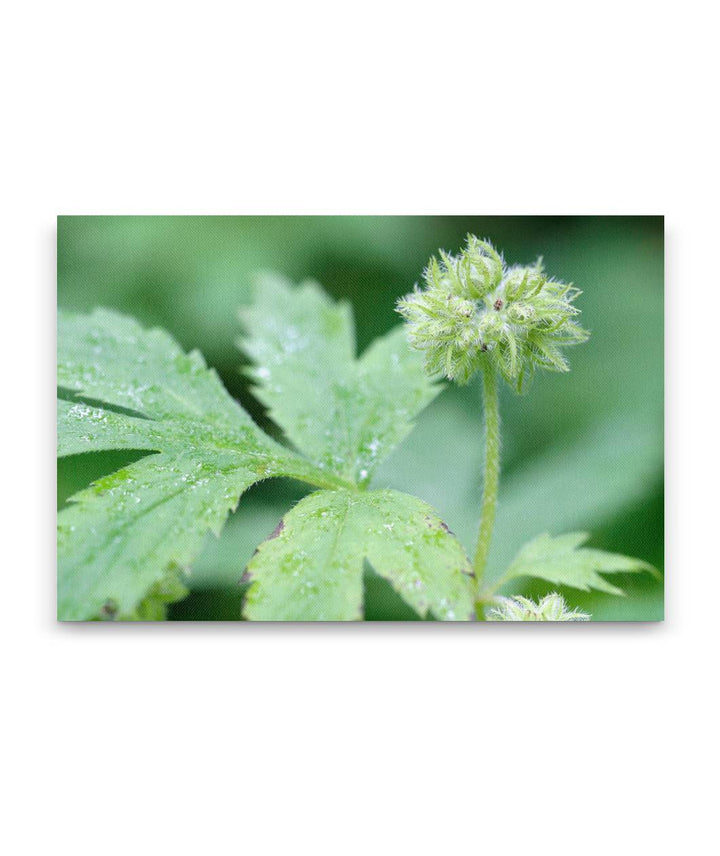 Pacific waterleaf, Dorris Ranch, Springfield, Oregon