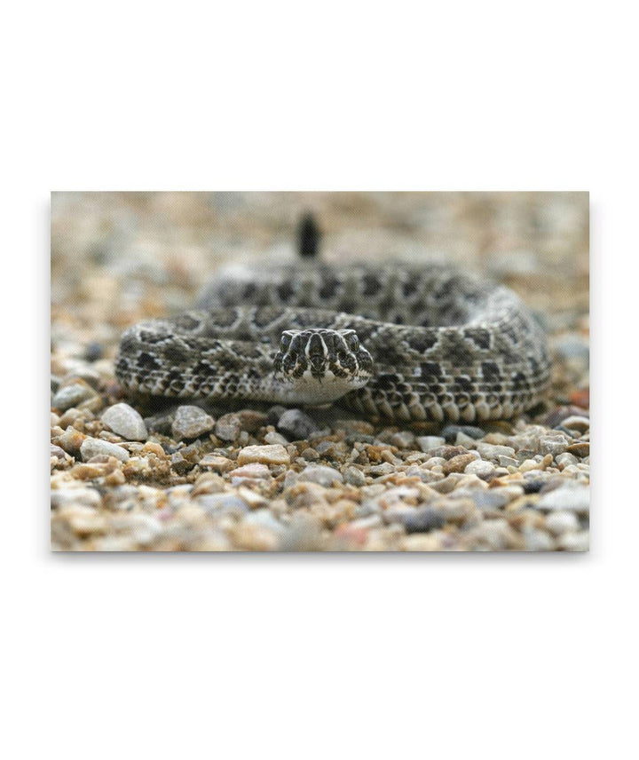 Rattlesnake on Path, Little Bighorn Battlefield National Monument, Montana