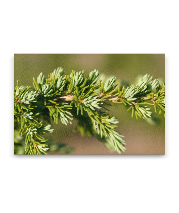 Mountain hemlock, Crater Lake National Park, Oregon