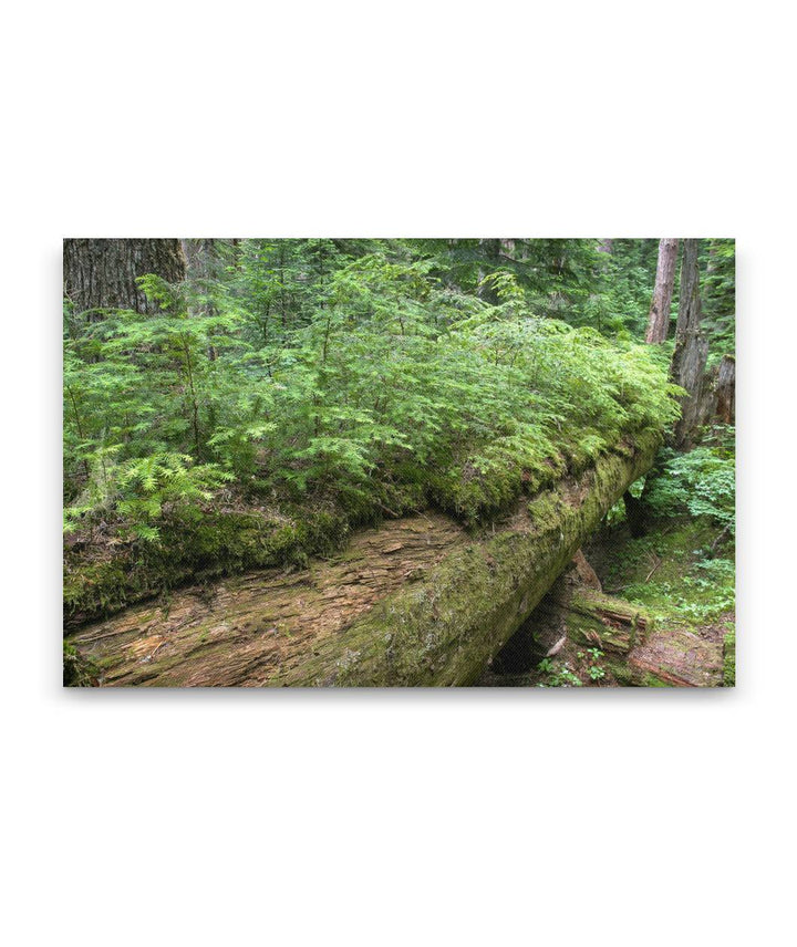 Young Western Hemlocks on Douglas Fir Log, Lookout Creek Old-Growth Trail, H.J. Andrews Forest, Oregon