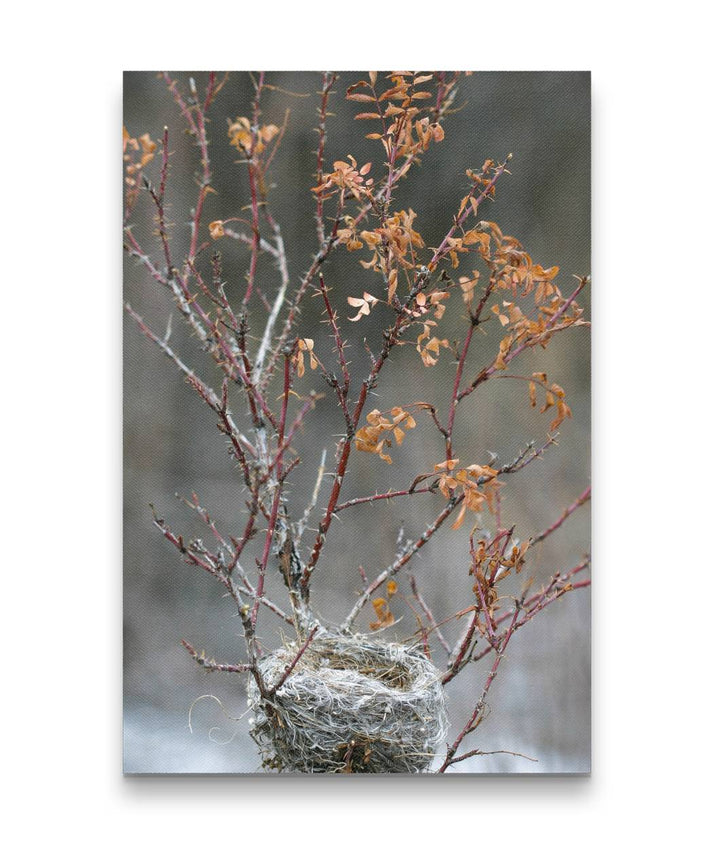 Bird Nest in Shrub, Missouri River Headwaters State Park, Montana