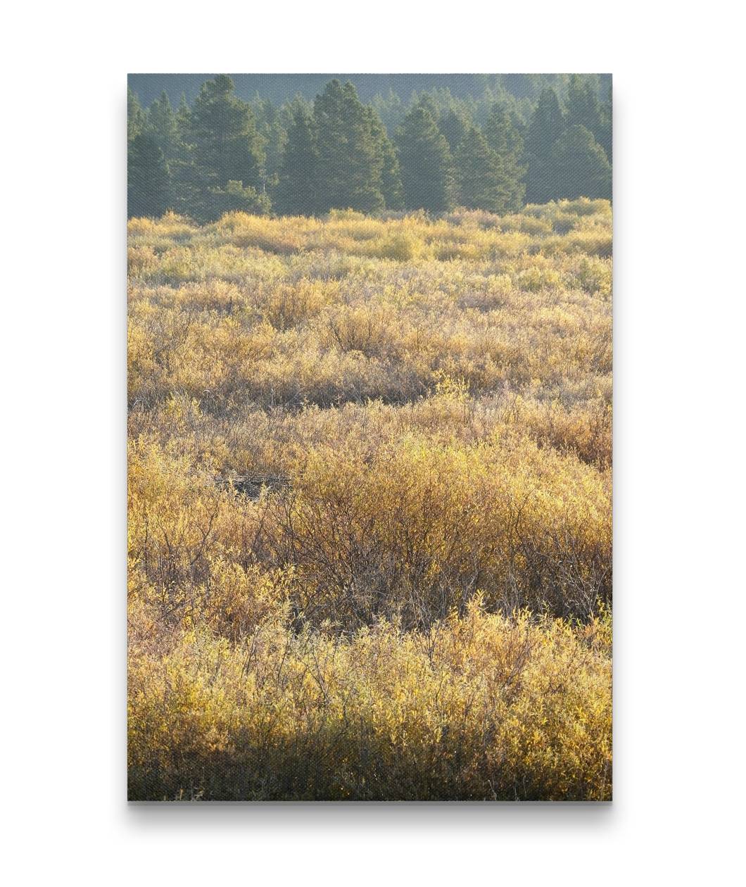 Blackfoot River Fall-Colored Floodplain, Montana