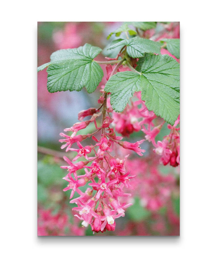 Red-flowering currant, Eugene, Oregon