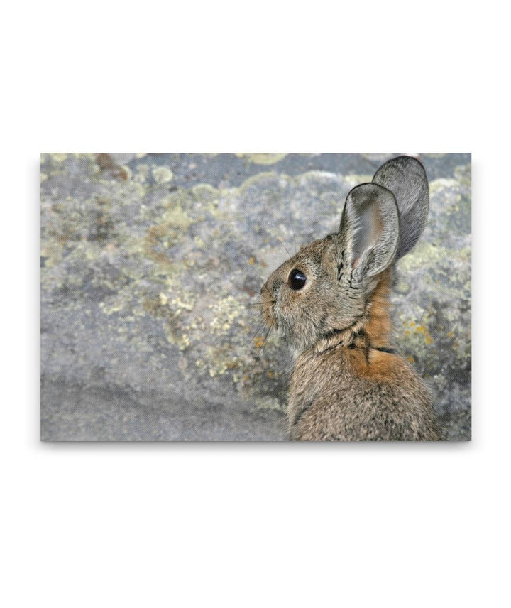 Mountain cottontail, Tule Lake National Wildlife Refuge, California