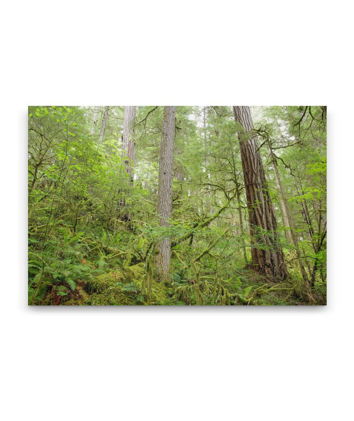 Old-Growth Forest, Reference Stand 2, H.J. Andrews Forest, Oregon