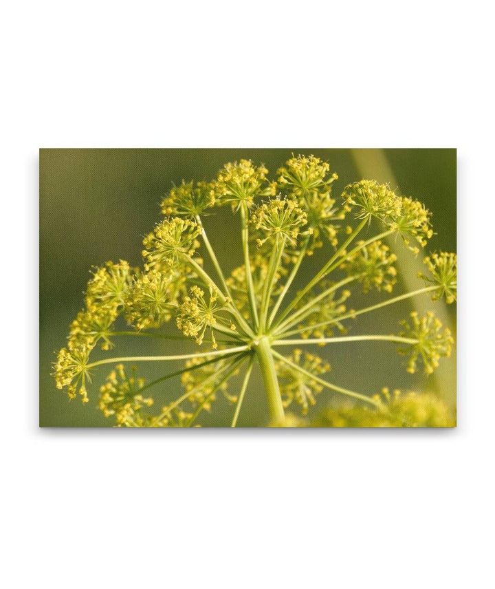 Gray's lomatium, Steptoe Butte State Park, Washington, USA