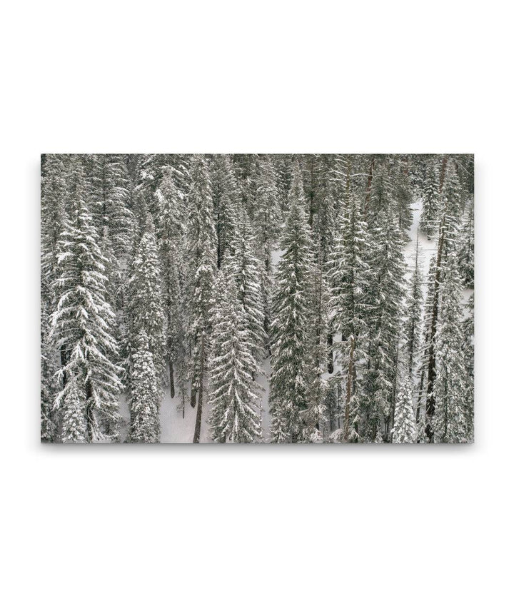 Forest in Winter, Annie Creek Canyon, Crater Lake National Park, Oregon, USA