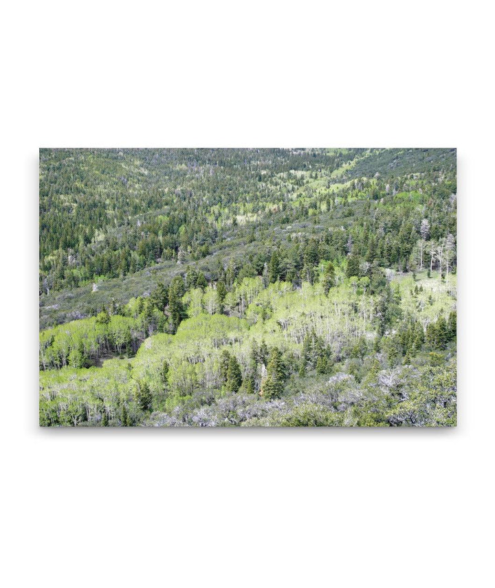 Fir-Aspen tree forest belt, Great Basin National Park, Nevada