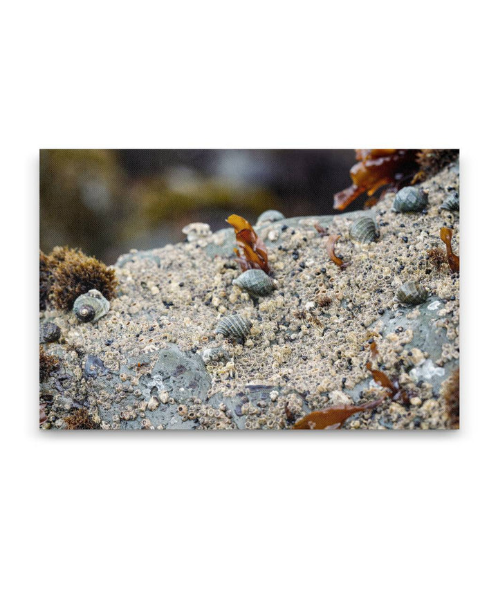 Northern Striped Dogwinqle, Martin Creek Beach, Trinidad, California