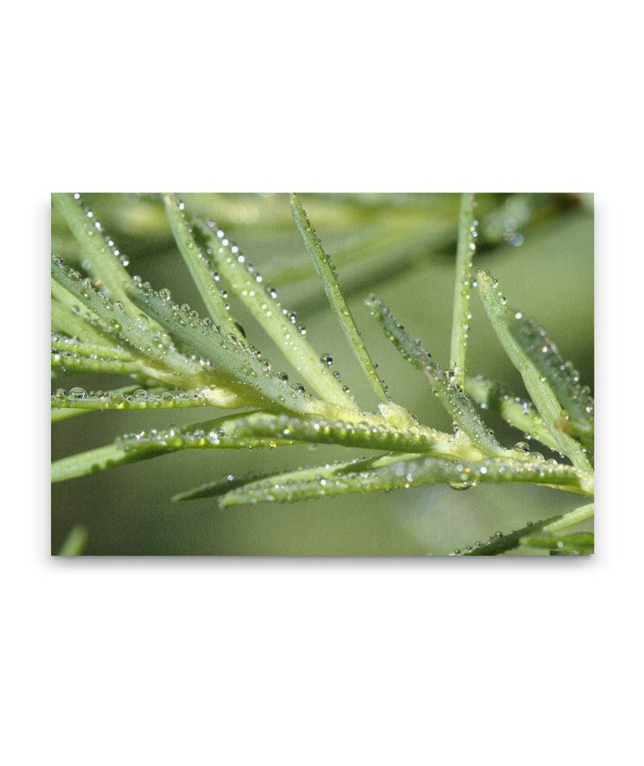 Mountain Hemlock Needles, Crater Lake National Park, Oregon