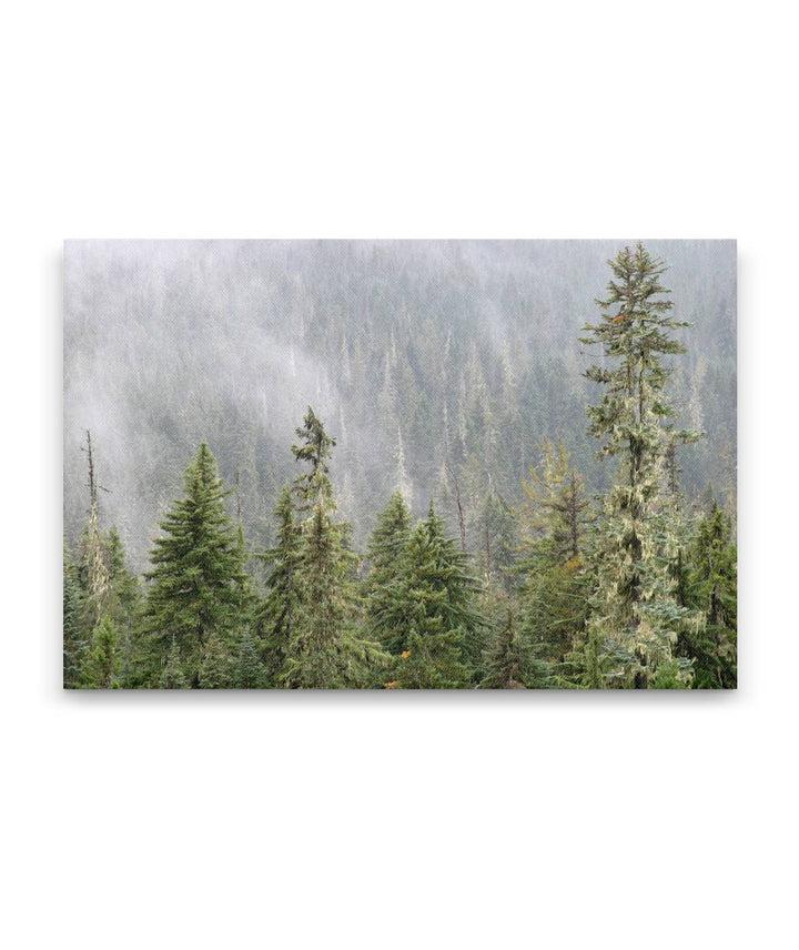 Forest and Mist, Diamond Peak Wilderness, Oregon