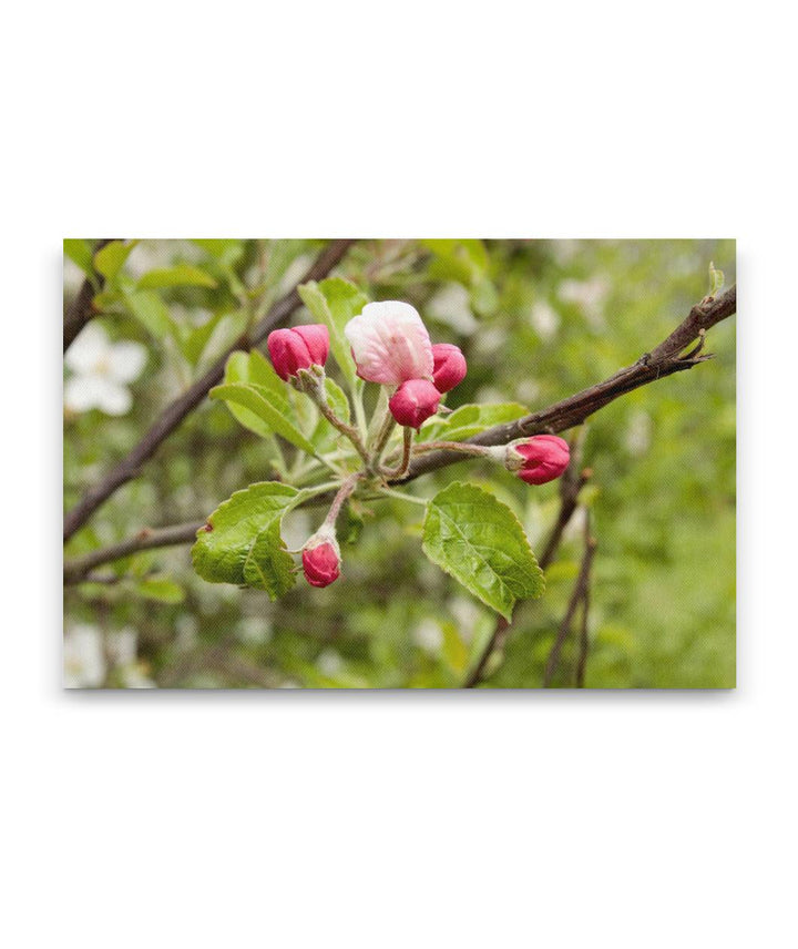 Klamath Plum, William L. Finley National Wildlife Refuge, Oregon