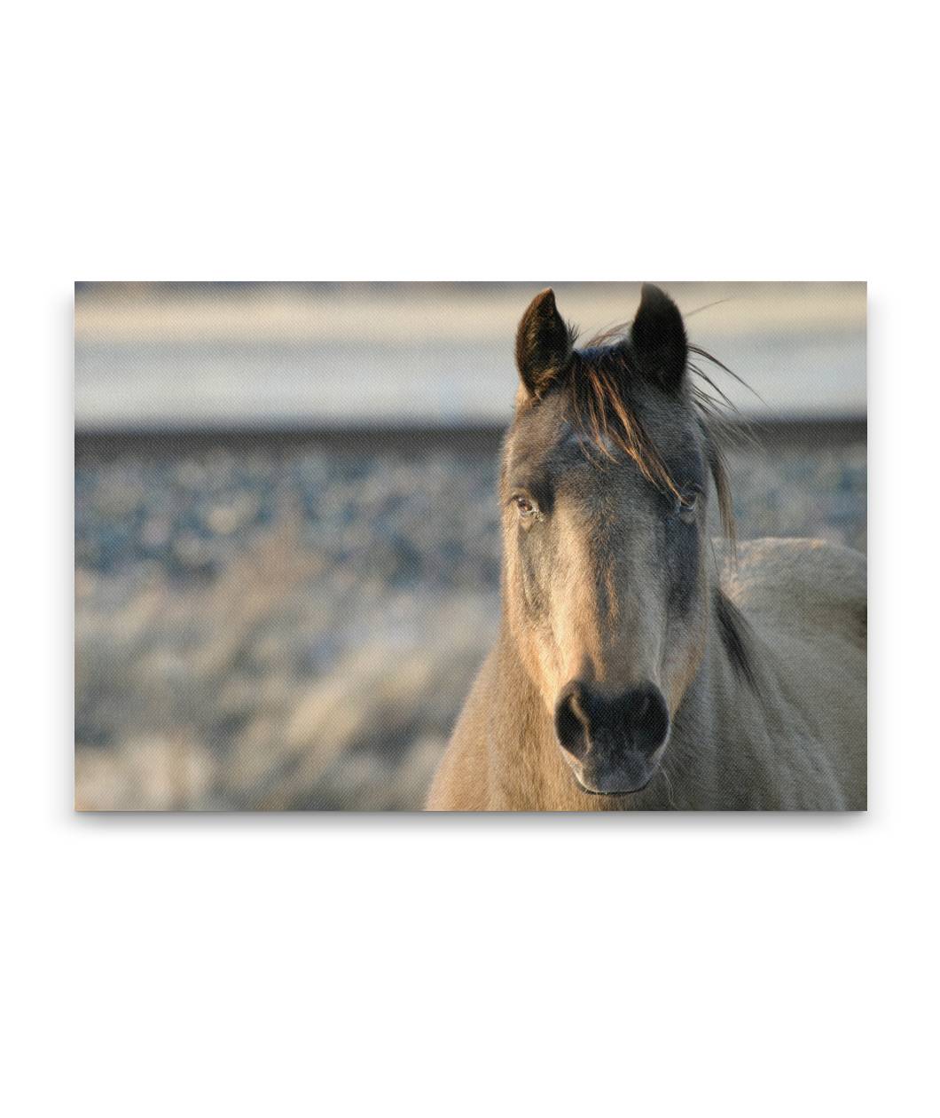 Horse, Livingston, Montana