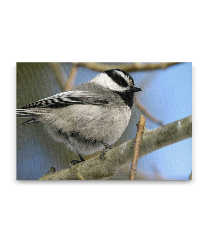 Mountain Chickadee on Aspen, Fort Klamath, Oregon