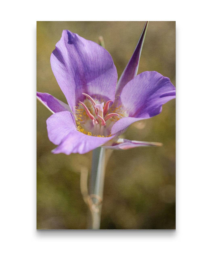 Sagebrush Mariposa Lily, Hogback Mountain, Klamath Falls, Oregon, USA