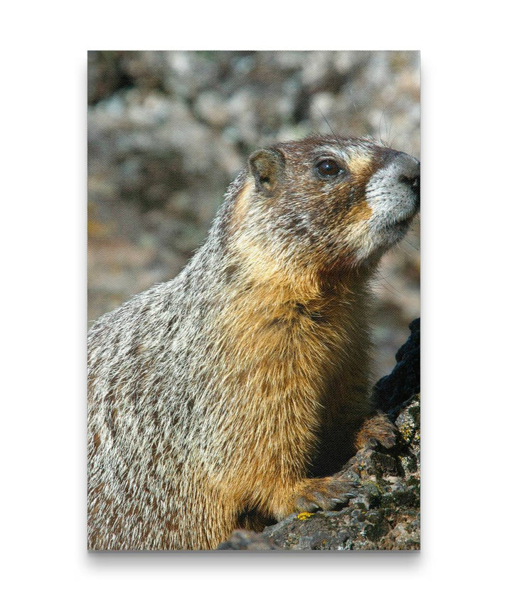 Yellow-bellied Marmot on Lichen-covered Rocks, Oregon