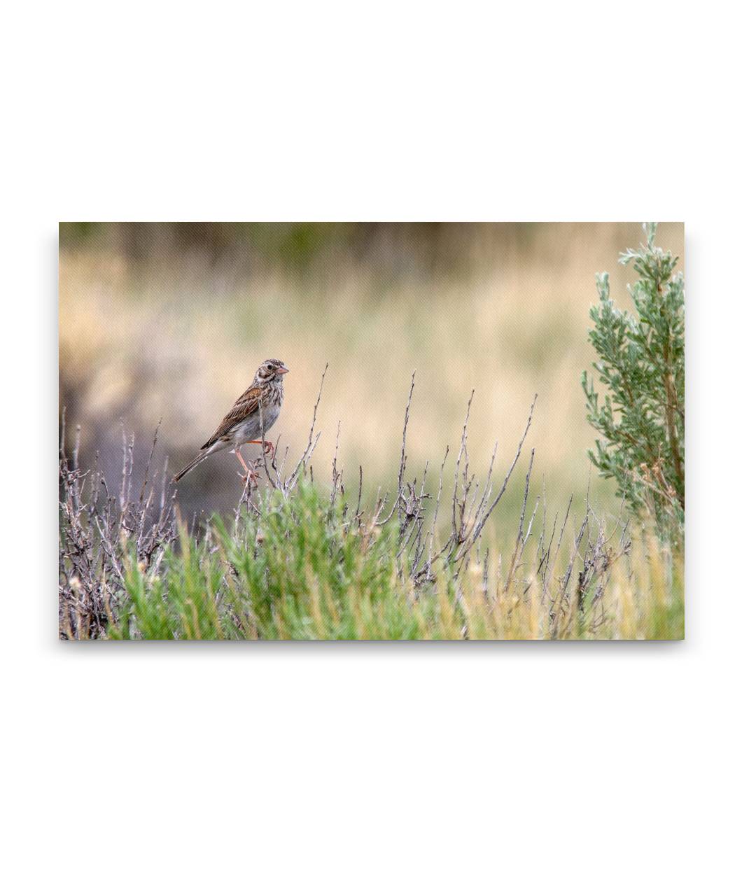 Sparrow in Sagebrush, Seedskadee National Wildlife Refuge, Wyoming, USA
