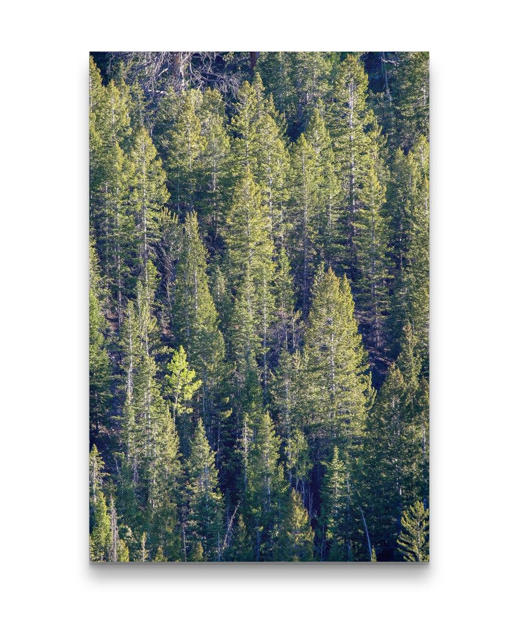 Forest, Great Basin National Park, Nevada, USA